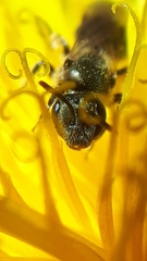 Lasioglossum laevissimum