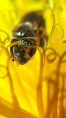 Lasioglossum laevissimum