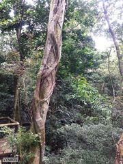 Ficus burkei