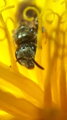 Lasioglossum laevissimum