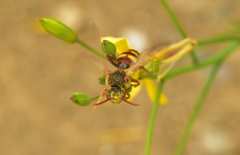Nomada flava