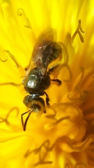 Lasioglossum laevissimum