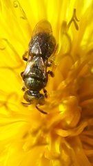 Lasioglossum laevissimum