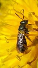Lasioglossum laevissimum