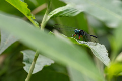 Oxythemis phoenicosceles