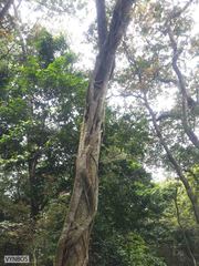 Ficus burkei