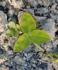 Trifolium medium
