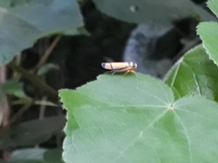 Cardioscarta vernicosa