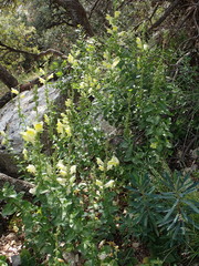 Antirrhinum majus