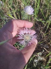 Galactites tomentosus