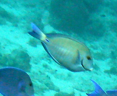 Acanthurus chirurgus