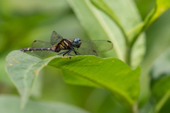 Oxythemis phoenicosceles