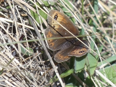 Erebia triarius