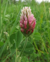 Trifolium incarnatum molinerii