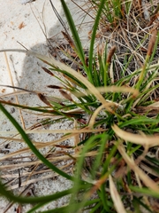 Carex tonsa