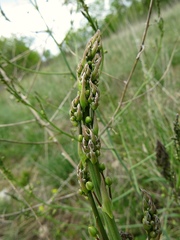 Asparagus tenuifolius