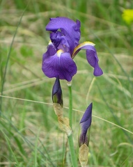 Iris pallida illyrica