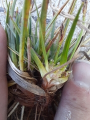 Carex tonsa