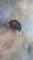 Scymnus bivulnerus