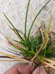 Carex tonsa
