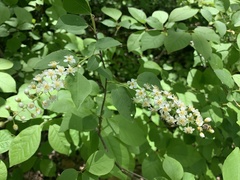 Prunus virginiana