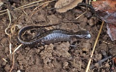 Ambystoma macrodactylum macrodactylum