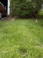 Sylvilagus floridanus
