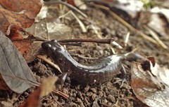 Ambystoma macrodactylum macrodactylum