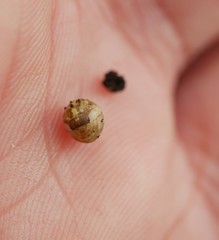 Armadillidium vulgare