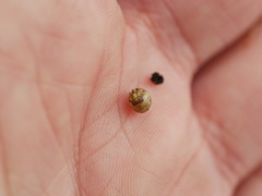 Armadillidium vulgare