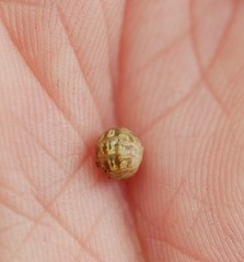 Armadillidium vulgare