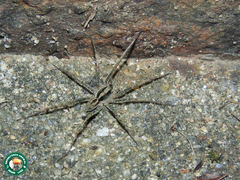 Lycosa erythrognatha