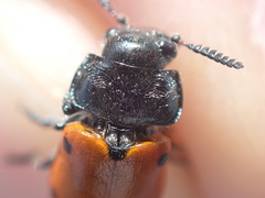 Lachnaia pubescens