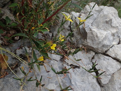 Lactuca viminea ramosissima