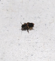 Andrena dunningi