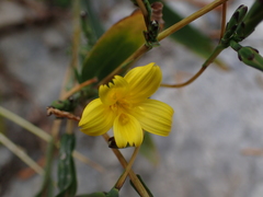 Lactuca viminea ramosissima