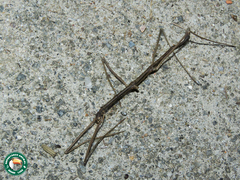 Ceroys perfoliatus