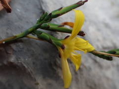 Lactuca viminea ramosissima