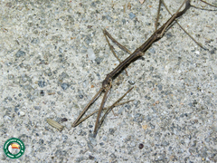 Ceroys perfoliatus
