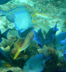 Mulloidichthys martinicus