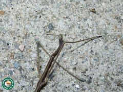 Ceroys perfoliatus