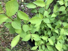 Weigela floribunda