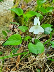Viola sieheana