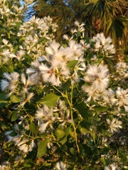 Baccharis halimifolia image