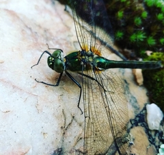 Cordulia aenea aenea