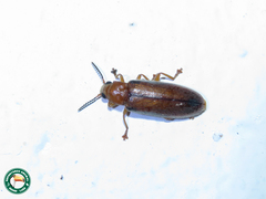 Eurypus muelleri