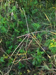 Digitaria bicornis