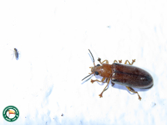 Eurypus muelleri