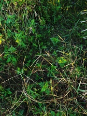 Digitaria bicornis