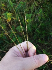 Digitaria bicornis